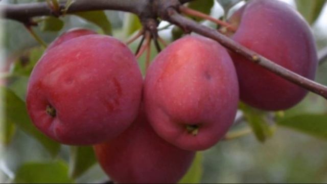 Что особенного таит в себе яблоня Китайка смотреть онлайн