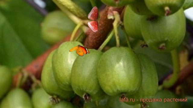 Актинидия аргута Вити Киви (actinidia arguta) ? обзор: как сажать, саженцы актинидии Вити Киви смотреть онлайн