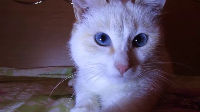 Самый милый котик на свете!! смотреть до конца!! смотреть онлайн