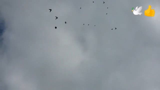 ?НИКОЛАЕВСКИЕ ГОЛУБИ // БАБОЧКА // МОЛОДЁЖЬ. ВСЕ В НЕБЕ // 14.04.2020.г.? смотреть онлайн