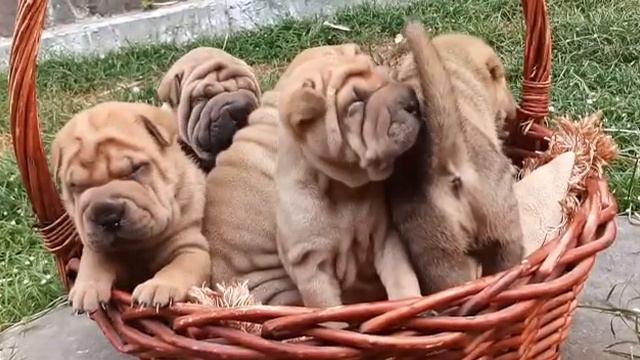 Sharpei смотреть онлайн