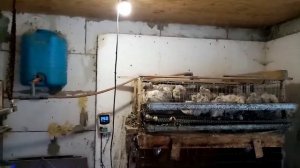 Световой день для перепелов. Сколько времени должно гореть освещение в перепелов.