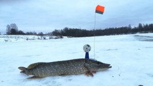 ЩУКА НА ЖЕРЛИЦЫ ВЕСНОЙ.ПРОВЕРЯЕМ ЖЕРЛИЦЫ ОСТАВЛЕННЫЕ НА НОЧЬ?.