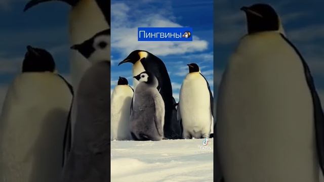 Животные которые могут исчезнуть а 2025 году...?⚰ смотреть онлайн