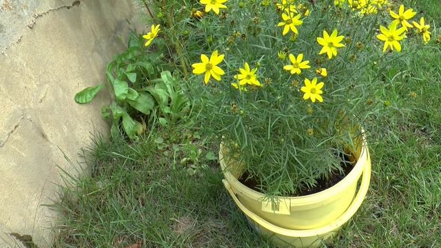Coreopsis Verticillata 'Big Bang'
