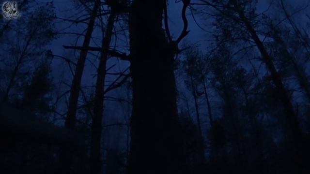 Охота на глухаря на току 2015 часть 2 смотреть онлайн