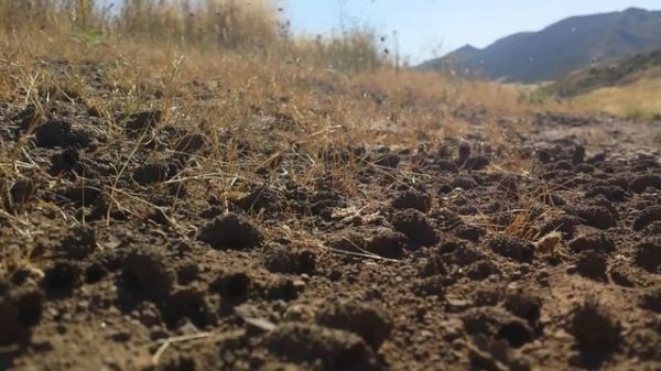 Cactus Bees of Southern California