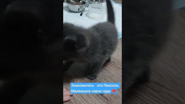 В нашей семье появился котёнок. Он настолько забавный, что мы решили - выкладывать видео с ним. смотреть онлайн