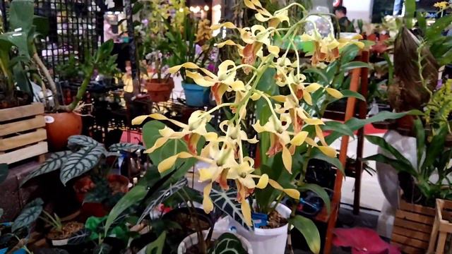 NGADEM SAMBIL MENIKMATI PAMERAN ANGGREK DI ARTOS MALL #LATEPOST смотреть онлайн