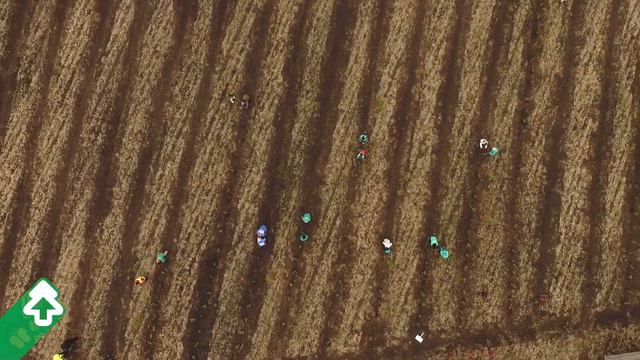 Посадка леса в Тюменской области 2 октября 2021 года смотреть онлайн