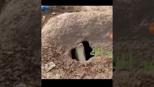 Аз кабр мор мебарояд смотреть онлайн