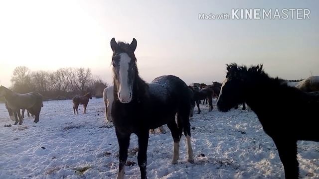ЛОШАДИ СИБИРИ метель мороз, содержание лошадей. смотреть онлайн