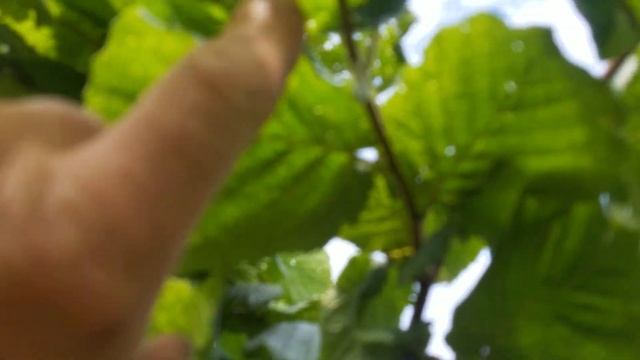Фундук Трапезунд.Омоложение старого куста,удачный опыт. смотреть онлайн