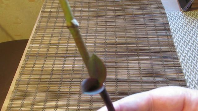 Орхидея Фаленопсис. Сломанный цветонос спустя 1 год 9 месяцев. смотреть онлайн