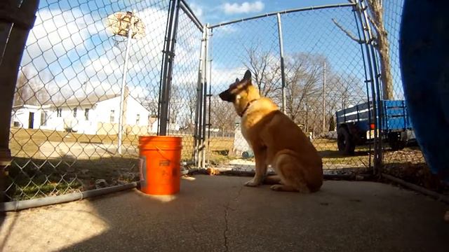 15 minutes in a GSD Kennel смотреть онлайн