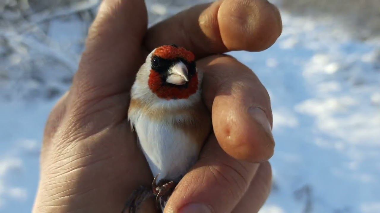 Ловля клестов 18 ноября 2022 год. смотреть онлайн