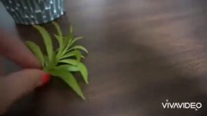 Happy Bean (Peperomia Ferreyrae) Indonesia @ +6282.116.730.137 Alamendah Floorish Rabcabali Ciwidey