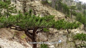 Таракташская тропа. Виды на Ялту, хребет Таракташ.