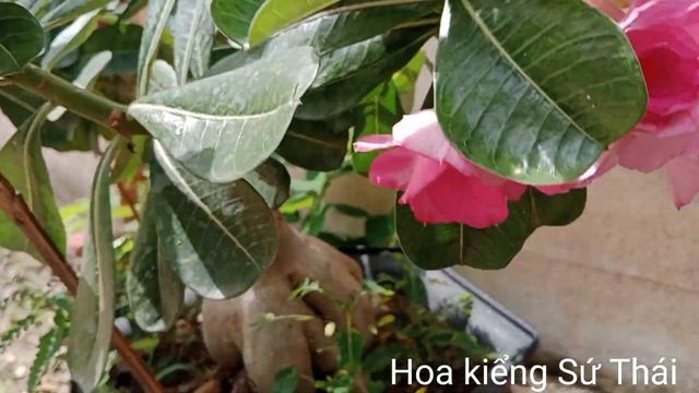 Hoa sứ kiểng - tên khoa học: Adenium #sukieng #suthai смотреть онлайн