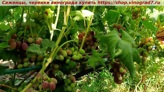 АДМИРАЛ- парад ультраранних сортов и форм винограда по сроку созревания в сравнении с ранними сорта смотреть онлайн