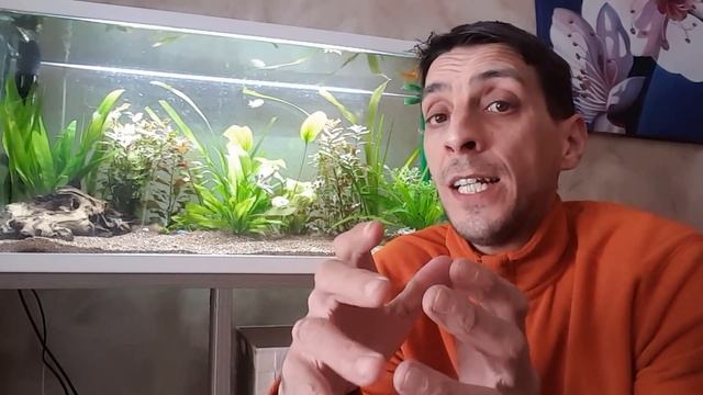 ? Glutaraldehido Para Acuario Como Co2 Liquido Y Antialgas, Acuario Plantado 1x19 (Acuarios MB) смотреть онлайн