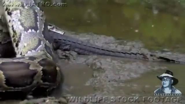 Phyton vs. Crocodile смотреть онлайн