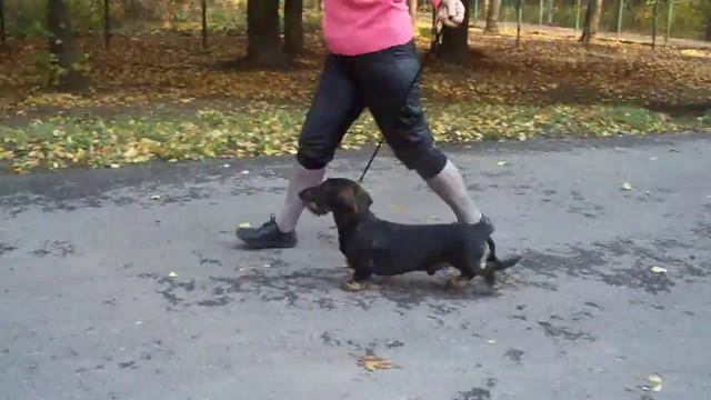 Windswepts In My Life SW (Duncan) - wirehaired standard dachshund-male смотреть онлайн