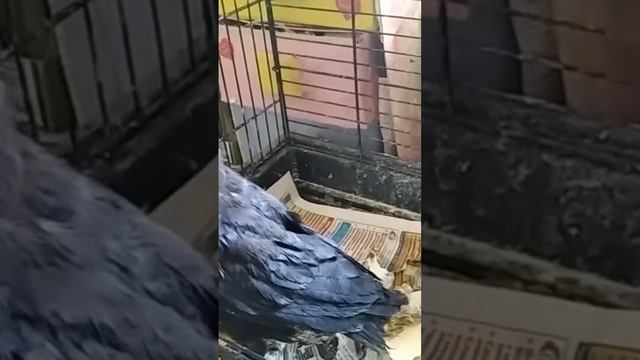 Бабушка кормит птенца грача. смотреть онлайн