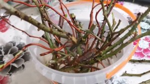 Укоренение Розы в воде Черенки через две недели начали чернеть Что делать