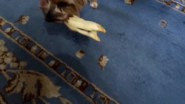 Йорк Дези яростно защищает баранью ногу! смотреть онлайн