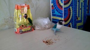 Приручение попугая-неразлучника. Часть первая.