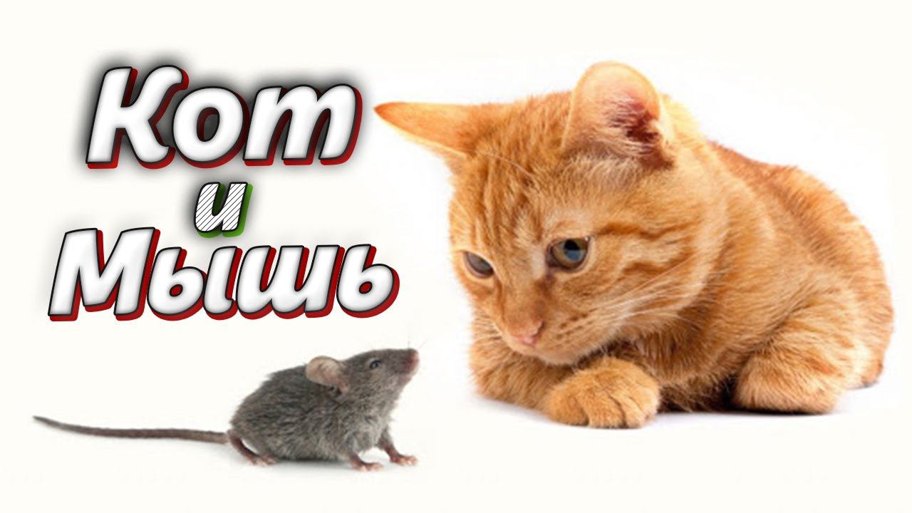 КОТ поймал мышь. Video Trawl #023 смотреть онлайн