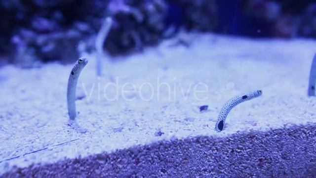 Underwater Sand Worm Yellow Striped