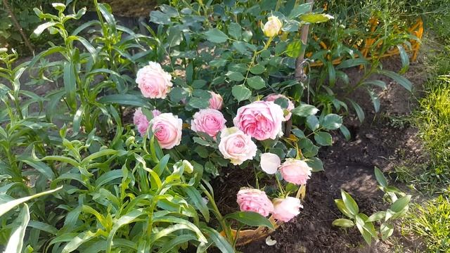 Роза Фёрст Леди . Rosa First Lady  . Шраб .