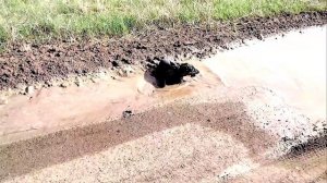 Безбашенный ягдтерьер #собака #ягдтерьер #jagdterrier