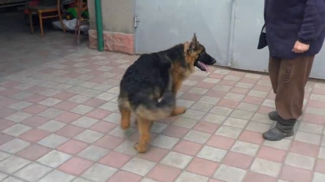 Щенок длинношерстной Немецкой овчарки Дакар. Puppy long-haired German Shepherd Dakar. смотреть онлайн
