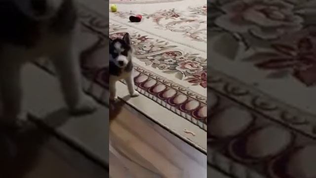 Хаски .Первый лай смотреть онлайн