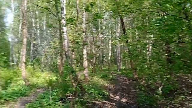 входим в Лосиный остров со стороны Щитниково смотреть онлайн