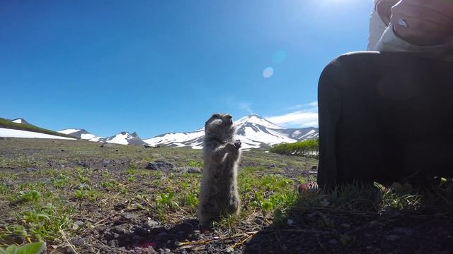 ЕВРАЖКИ. Kamchatka Gophers.