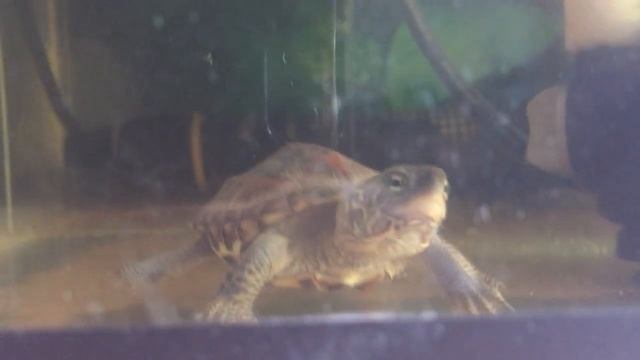 Мускусная черепаха / Sternotherus Odoratus (Мускусная обыкновенная)