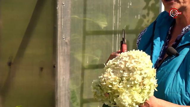 Удачный сезон. Разнообразие сортовых гортензий смотреть онлайн