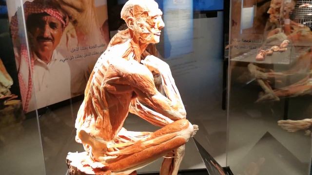 Tour to The Body Museum at Khalifa University. Do not watch this video if you have week stomach!!! смотреть онлайн