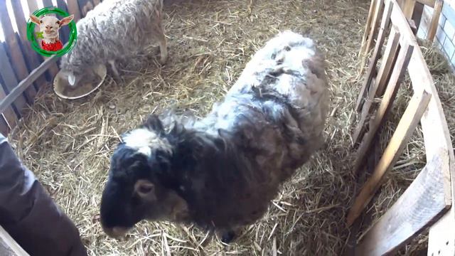 Козлята найденыши растут. Управляемся по хозяйству смотреть онлайн