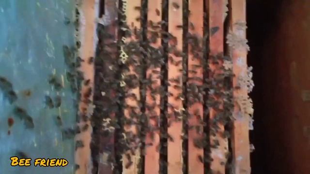 Чем помочь пчелам в конце зимовки и что делать с проблемными семьями.