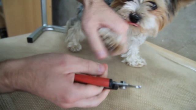 Как подстричь когти йорку / биверу в домашних условиях смотреть онлайн
