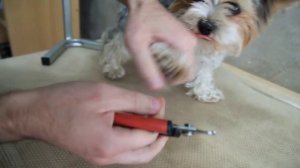 Как подстричь когти йорку / биверу в домашних условиях