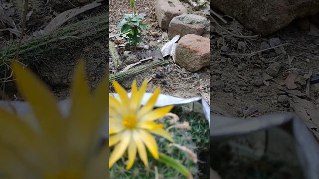 Cactus Flower🏵️🏵️⚜️ смотреть онлайн