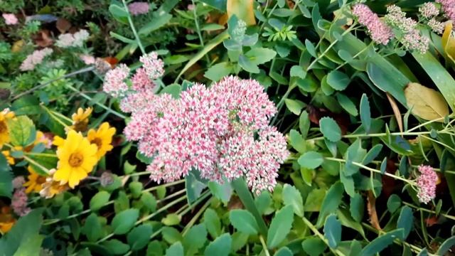 Очиток видный / Sedum spectabile / Hylotelephium spectabile смотреть онлайн