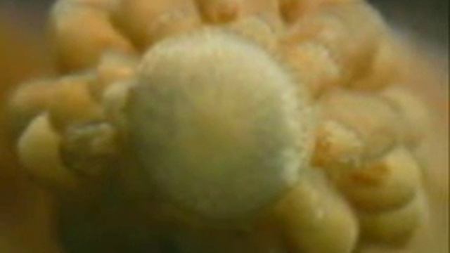 коралові поліпи смотреть онлайн