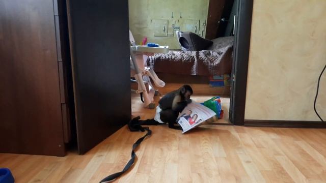 Домашняя обезьяна ,не все знают как она себя ведет дома! смотреть онлайн